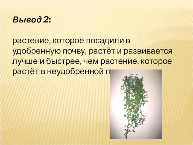 Вывод 2: растение, которое посадили в удобренную почву, растёт и развивается лучше