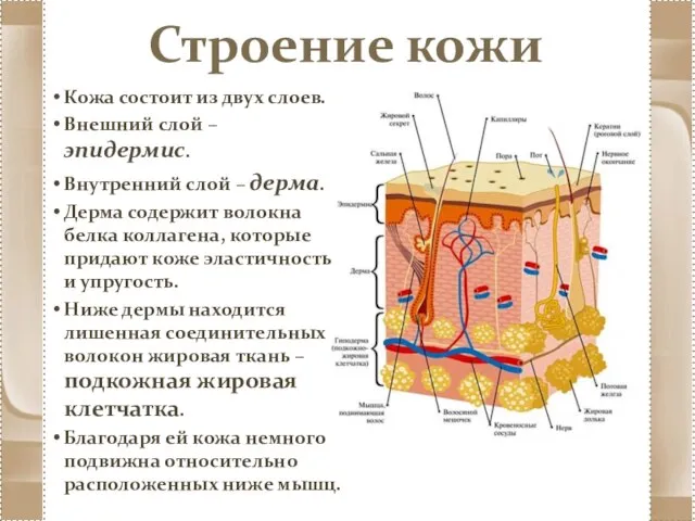 Строение кожи Кожа состоит из двух слоев. Внешний слой – эпидермис. Внутренний