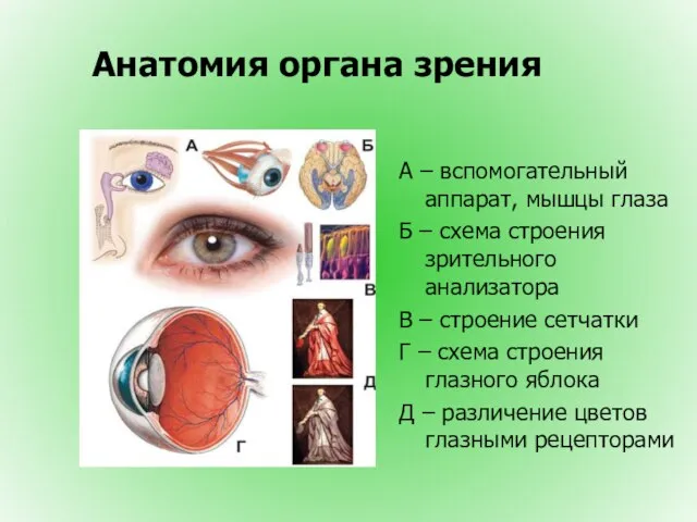 Анатомия органа зрения А – вспомогательный аппарат, мышцы глаза Б – схема