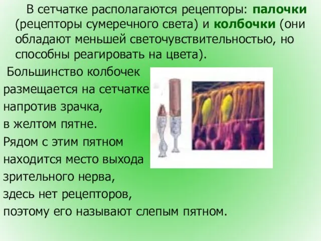 В сетчатке располагаются рецепторы: палочки (рецепторы сумеречного света) и колбочки (они обладают