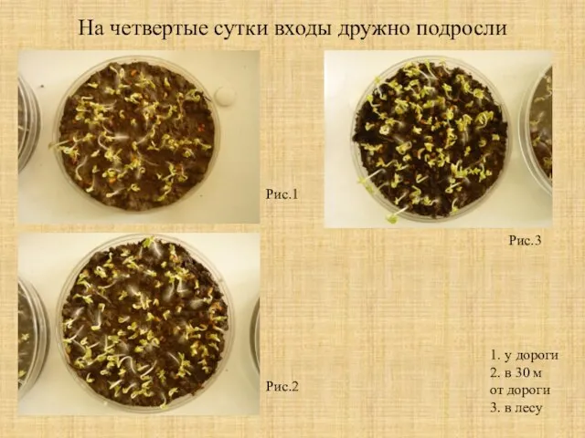 На четвертые сутки входы дружно подросли Рис.1 1. у дороги 2. в