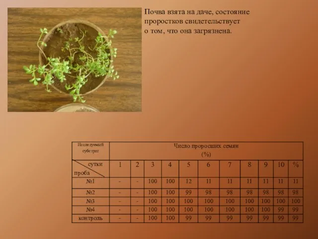 Почва взята на даче, состояние проростков свидетельствует о том, что она загрязнена.