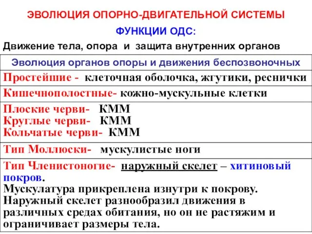 ЭВОЛЮЦИЯ ОПОРНО-ДВИГАТЕЛЬНОЙ СИСТЕМЫ ФУНКЦИИ ОДС: Движение тела, опора и защита внутренних органов