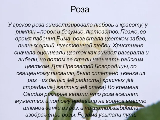 Роза У греков роза символизировала любовь и красоту, у римлян – порок