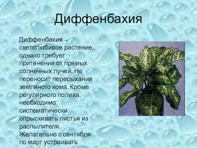 Диффенбахия Диффенбахия – светолюбивое растение, однако требует притенения от прямых солнечных лучей.