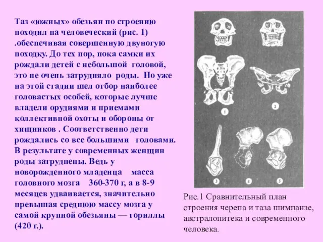 Таз «южных» обезьян по строению походил на человеческий (рис. 1) .обеспечивая совершенную