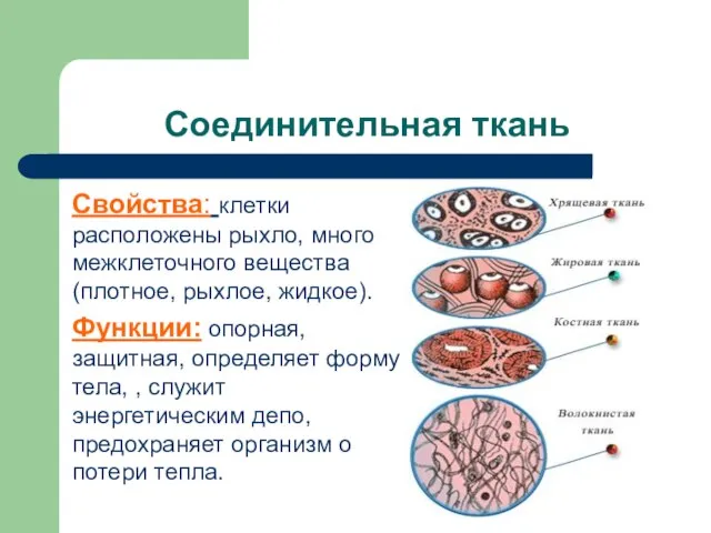 Соединительная ткань Свойства: клетки расположены рыхло, много межклеточного вещества(плотное, рыхлое, жидкое). Функции: