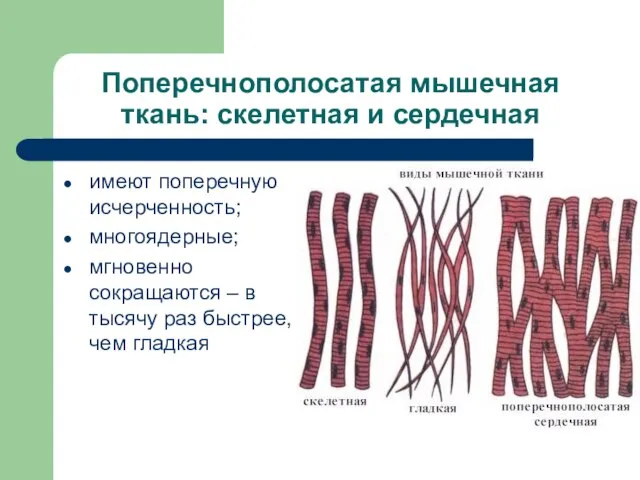 Поперечнополосатая мышечная ткань: скелетная и сердечная имеют поперечную исчерченность; многоядерные; мгновенно сокращаются