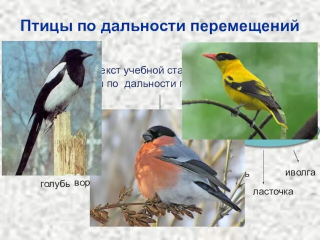 Птицы по дальности перемещений Прочитайте текст учебной статьи, составьте схему «Птицы по