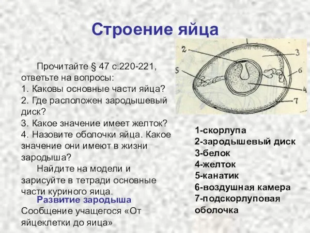 Строение яйца 1 1-скорлупа 2-зародышевый диск 3-белок 4-желток 5-канатик 6-воздушная камера 7-подскорлуповая