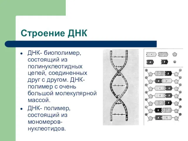 Строение ДНК ДНК- биополимер, состоящий из полинуклеотидных цепей, соединенных друг с другом.