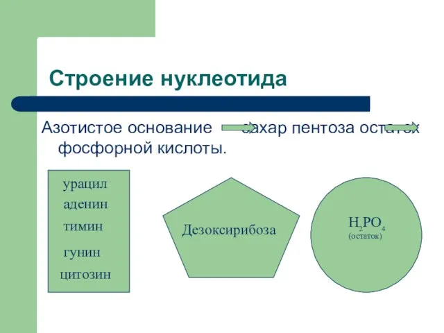 Строение нуклеотида Азотистое основание сахар пентоза остаток фосфорной кислоты. аденин тимин гунин