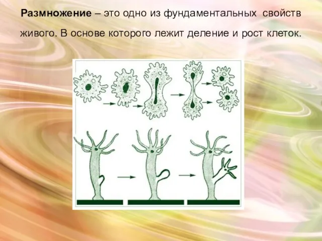 Размножение – это одно из фундаментальных свойств живого. В основе которого лежит деление и рост клеток.