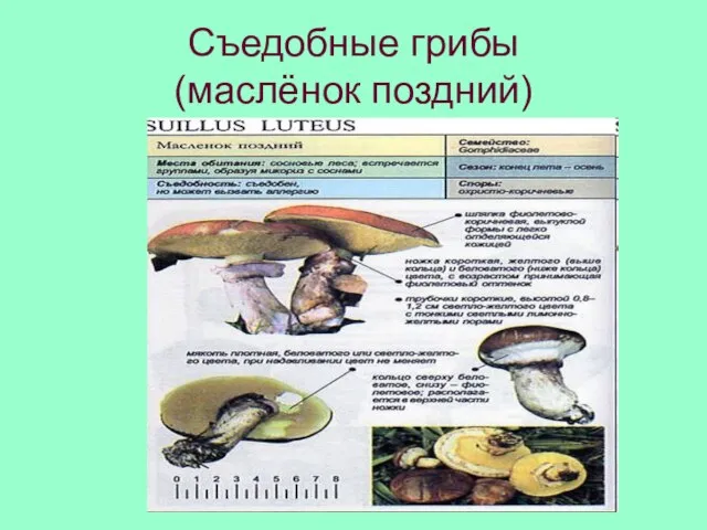 Съедобные грибы (маслёнок поздний)