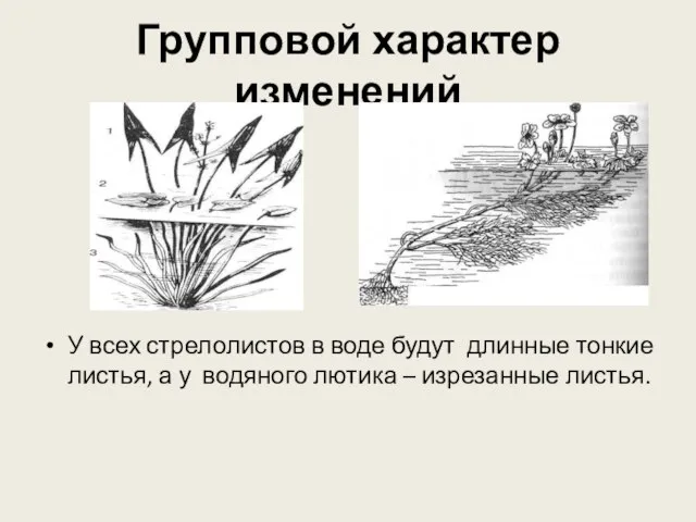 Групповой характер изменений У всех стрелолистов в воде будут длинные тонкие листья,