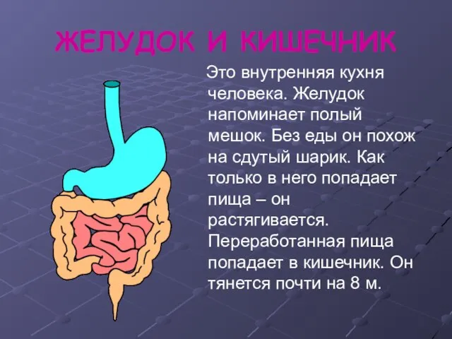 ЖЕЛУДОК И КИШЕЧНИК Это внутренняя кухня человека. Желудок напоминает полый мешок. Без