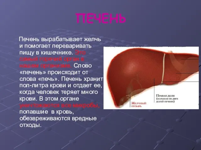 ПЕЧЕНЬ Печень вырабатывает желчь и помогает переваривать пищу в кишечнике. Это самый