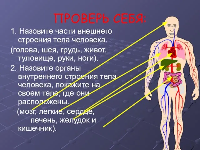 ПРОВЕРЬ СЕБЯ: 1. Назовите части внешнего строения тела человека. (голова, шея, грудь,