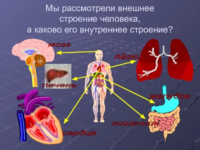 Мы рассмотрели внешнее строение человека, а каково его внутреннее строение? мозг сердце лёгкие желудок кишечник печень