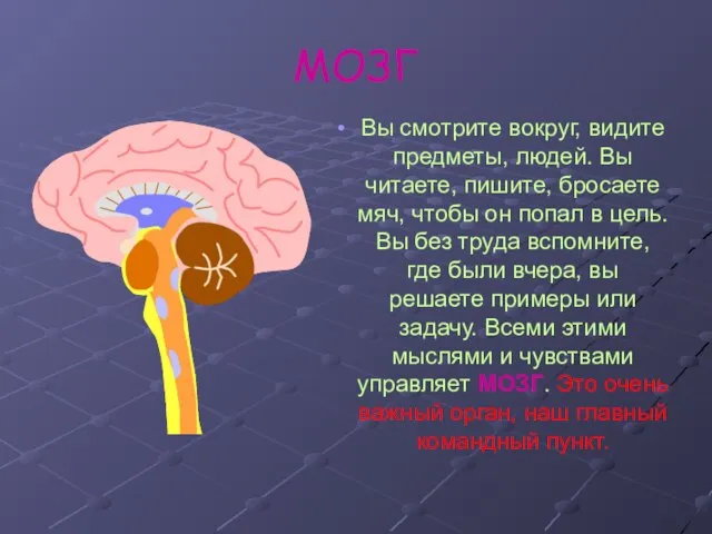 МОЗГ Вы смотрите вокруг, видите предметы, людей. Вы читаете, пишите, бросаете мяч,