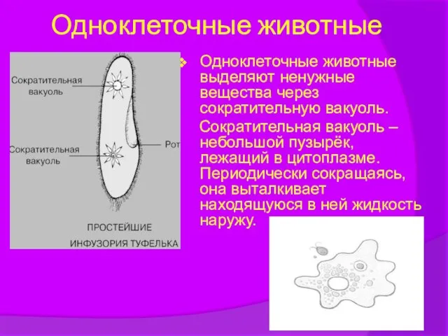 Одноклеточные животные Одноклеточные животные выделяют ненужные вещества через сократительную вакуоль. Сократительная вакуоль