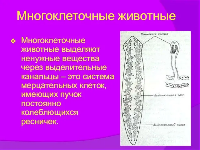 Многоклеточные животные Многоклеточные животные выделяют ненужные вещества через выделительные канальцы – это