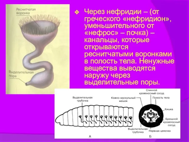 Через нефридии – (от греческого «нефридион», уменьшительного от «нефрос» – почка) –