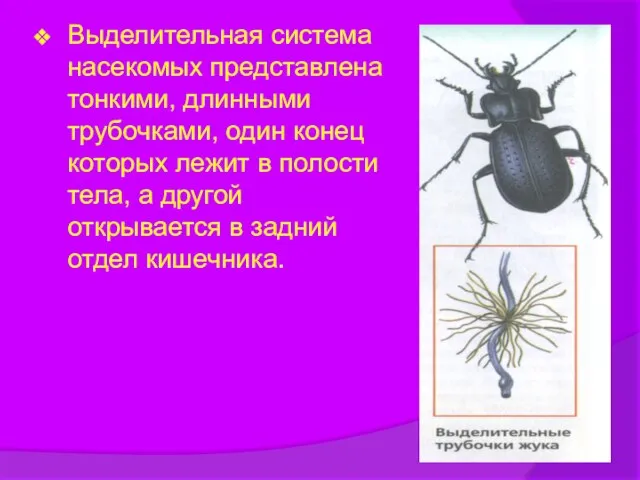 Выделительная система насекомых представлена тонкими, длинными трубочками, один конец которых лежит в
