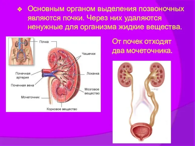 От почек отходят два мочеточника. Основным органом выделения позвоночных являются почки. Через