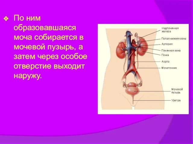 По ним образовавшаяся моча собирается в мочевой пузырь, а затем через особое отверстие выходит наружу.