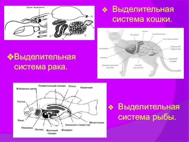 Выделительная система рака. Выделительная система рыбы. Выделительная система кошки.