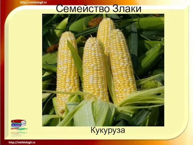 Семейство Злаки Кукуруза