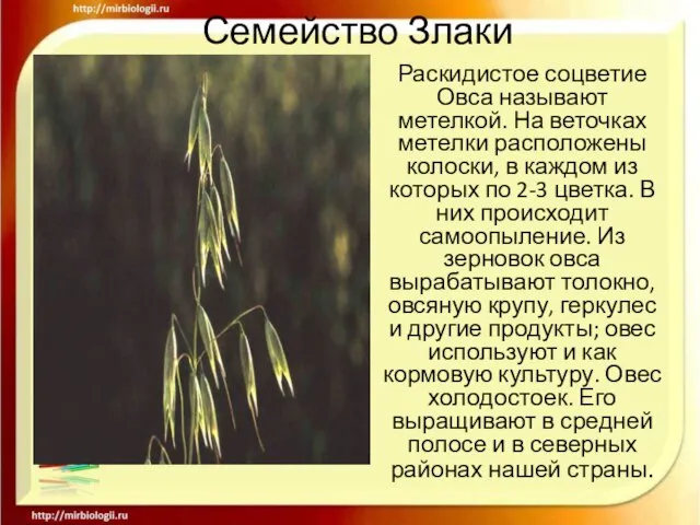 Семейство Злаки Раскидистое соцветие Овса называют метелкой. На веточках метелки расположены колоски,