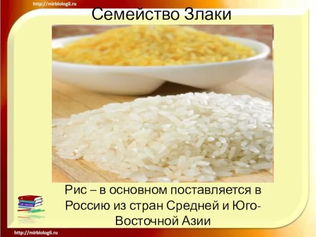 Семейство Злаки Рис – в основном поставляется в Россию из стран Средней и Юго-Восточной Азии