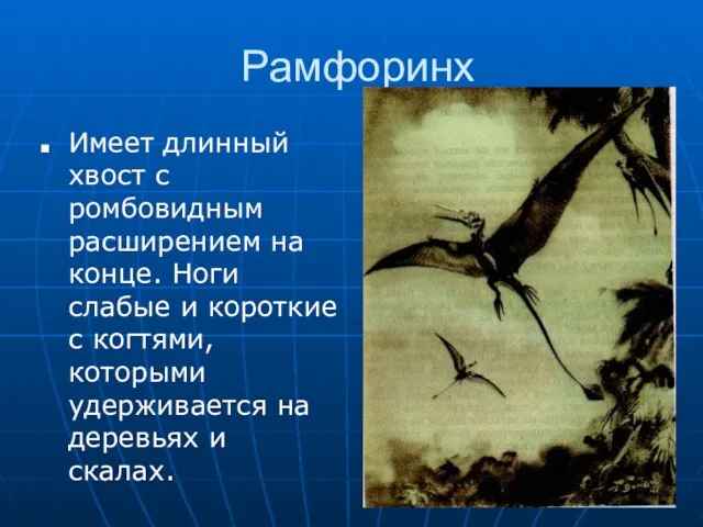 Рамфоринх Имеет длинный хвост с ромбовидным расширением на конце. Ноги слабые и