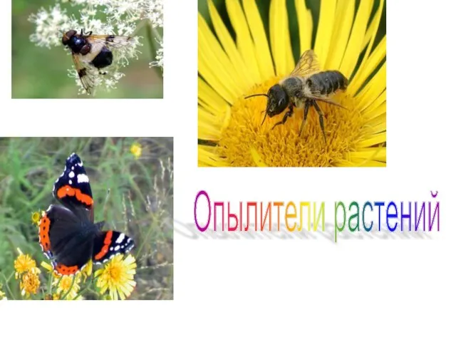 Опылители растений