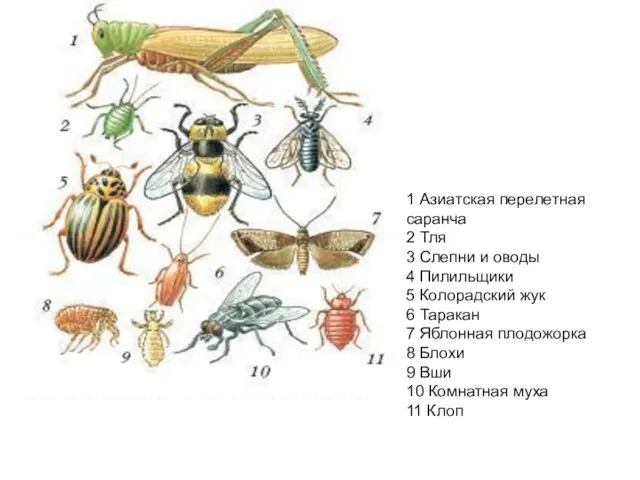 1 Азиатская перелетная саранча 2 Тля 3 Слепни и оводы 4 Пилильщики