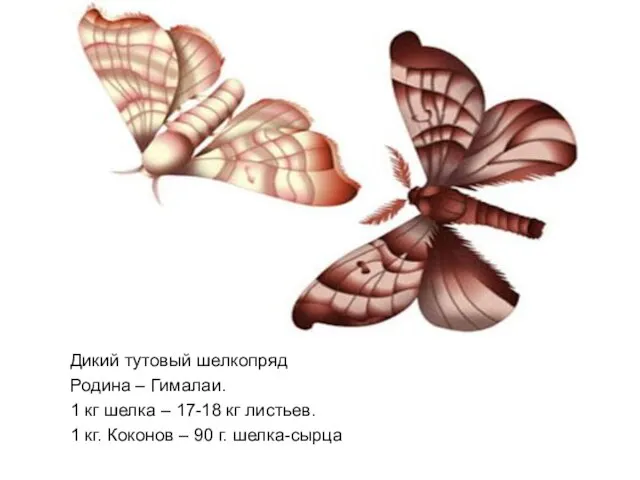 Дикий тутовый шелкопряд Родина – Гималаи. 1 кг шелка – 17-18 кг