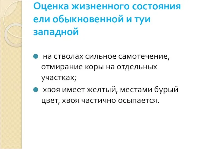 Оценка жизненного состояния ели обыкновенной и туи западной на стволах сильное самотечение,