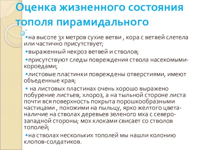 Оценка жизненного состояния тополя пирамидального •на высоте 3х метров сухие ветви ,