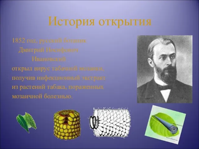 История открытия 1852 год, русский ботаник Дмитрий Иосифович Ивановский открыл вирус табачной