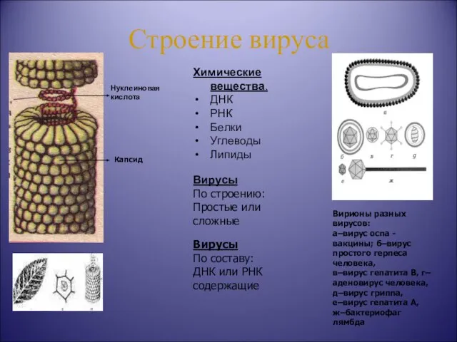 Строение вируса Нуклеиновая кислота Химические вещества. ДНК РНК Белки Углеводы Липиды Капсид