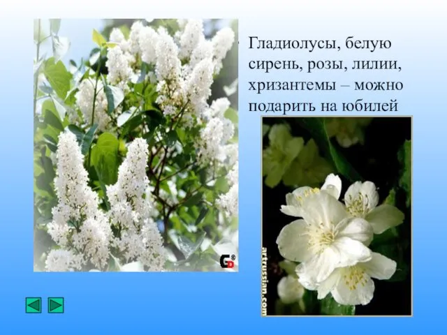 Гладиолусы, белую сирень, розы, лилии, хризантемы – можно подарить на юбилей