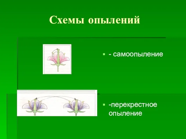 Схемы опылений - самоопыление -перекрестное опыление