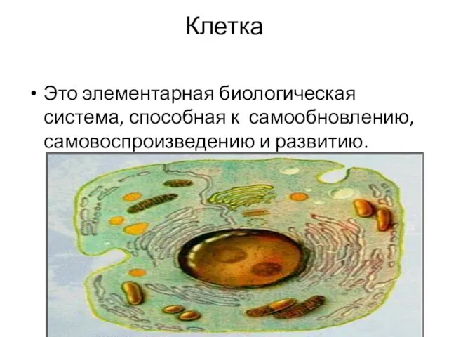 Клетка Это элементарная биологическая система, способная к самообновлению, самовоспроизведению и развитию.