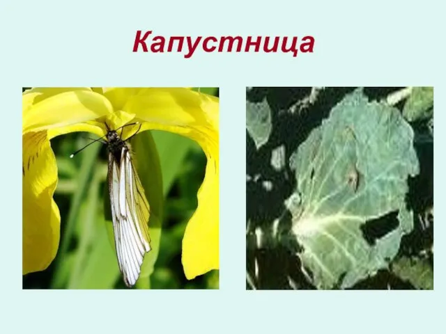 Капустница