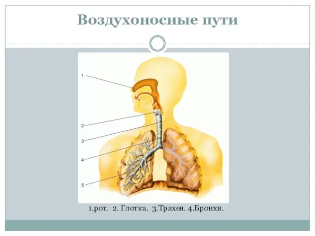 Воздухоносные пути 1.рот. 2. Глотка. 3.Трахея. 4.Бронхи.