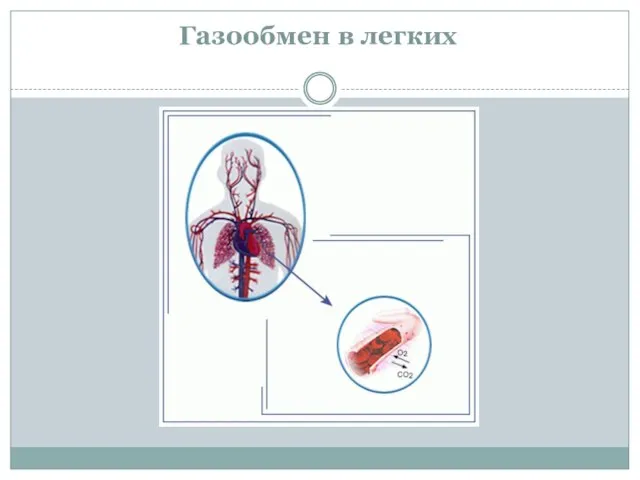 Газообмен в легких