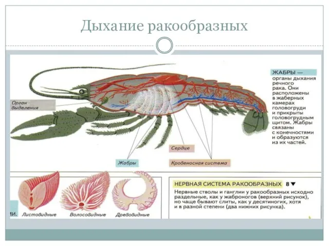 Дыхание ракообразных