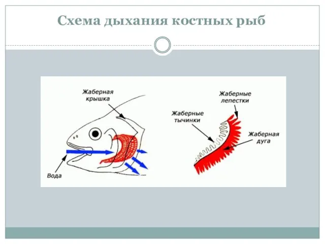 Схема дыхания костных рыб